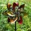RHS Butterfly Twirl Garden Wind Spinner.